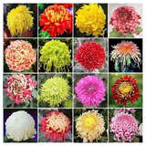 菊花种子四季播种户外耐寒花卉种籽庭院造景阳台盆栽观赏花草种子 22款菊花混装再一起 1包种子240粒+复合肥+发芽粉