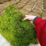 孙凯（SUNKAI）鲜活苔藓青苔藓 微景观植物盆景生态瓶diy绿植水陆缸假山盆栽盆景 小灰藓15x8大盒2盒cm