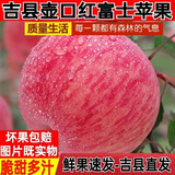 吉县苹果【爆甜】2025正宗吉县苹果脆甜多汁壶口苹果新鲜水果整箱产地直发 【8.5斤】80mm中果【21颗左右】 当季吉县壶口苹果