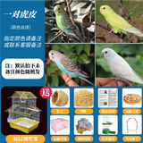 豪蚨虎皮鹦鹉说话小鸟活物观赏鸟宠物牡丹小太阳亲人玄风鹦鹉豪蚨 套餐2：自选虎皮一对+双层别墅