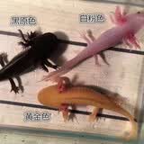 宠以沫（CHONG YIMO）鱼活体金鱼活体鱼淡水冷水鱼观赏鱼龙鱼六角恐龙鱼 白+黑+黄