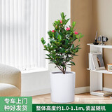 绿韵花田【两小时达】发财树鸿运当头天堂鸟大型绿植公司门口乔迁送礼 山茶花