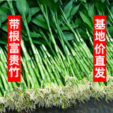 大海边 富贵竹水培植物盆栽水养客厅办公室绿色吸甲醛净化空气大枝叶高 带根富贵竹100-120cm10棵+营养液