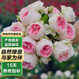 泰西丝灌木月季花树苗庭院阳台花卉绿植四季浓香盆栽蔷薇玫瑰花源头直发