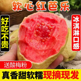 粤迎红心软糯芭乐果园新鲜现摘现发番石榴应季广西低糖水果孕妇可吃 红心芭乐精选果【单果120g+】 净重2.5-3斤