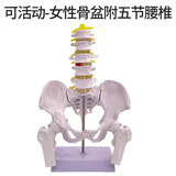 蓝蝶可活动骨盆模型骶骨髋骨女性盆骨动态教学仿真1比1可弯曲人体骨骼解剖盆底肌肉脊柱骶髂教学骨架 可活动-女性骨盆附五节腰椎