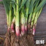 现挖新鲜青蒜苗红皮青梗大蒜苗红根蒜苗本地蒜苗新鲜蔬菜3斤5斤 新鲜蒜苗 1斤