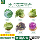 千牛优福新鲜生菜组合4斤球生菜红叶等6种沙拉蔬菜轻食蔬菜包 6种蔬菜共4斤【10包酱】