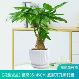 绿荫巷子发财树盆栽室内客厅桌面绿植小盆景三杆发财树苗招财树植物花卉 【花型瓷盆】大号单杆+石子