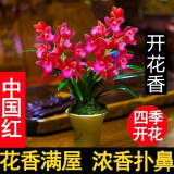 高品质 超壮苗 养不死的兰花【10年苗耐寒】超香型 仙山红 花卉 中国红 2苗连体 带育苗盆土
