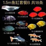 乐淘逸宠银龙鱼活体大中型热带观赏鱼鱼缸宠物淡水风水鱼发财鱼金龙鱼 1.5m鱼缸套餐B发顺丰