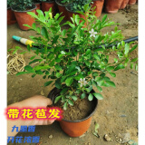 萌妹九里香盆栽花卉植物盆景室内绿植驱蚊四季青七里香带花苞浓香 4年苗(不带花苞发) 现在没有花苞 不含盆