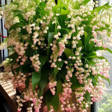 铃兰花苗浓香带芽多年生四季开花室内阳台绿植盆栽耐寒好养活花卉 13-垂丝粉铃兰40颗