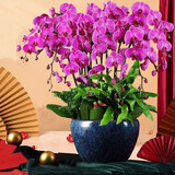 绿韵花田【两小时达】蝴蝶兰盆栽带花苞花剑花盆真花兰花开业乔迁生日礼物 14株紫色（瓷盆随机）