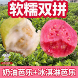 甜野里福建红心芭乐软糯番石榴5斤白心软芭乐冰淇淋口感胭脂红送礼水果 一斤软糯红白芭乐混合装【净重0.8斤】 【JDL冷链速运】