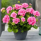 重瓣天竺葵盆栽花苗大花四季开花不断洋绣球苗室内阳台好养的花卉 粉色【天竺葵2盆】原土无盆