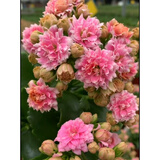 奈园（ny）稀有长寿花盆栽重瓣四季开花客厅阳台带花带花苞室内花卉