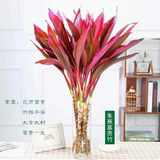 富贵竹水培植物盆栽绿植花卉室内花客厅招财水养转运竹节节高 红叶富贵竹80厘米十颗 不带花瓶