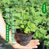 凤鸣雅世薄荷苗大棚栽秧苗四季薄荷苗秧阳台种苗秧盆栽紫花猫薄荷苗3棵