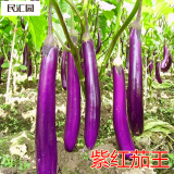 民汇园 日本早长茄种子紫色茄子三月茄果肉细嫩早熟长茄子紫黑长茄 茄瓜 紫红长香茄种子香味浓郁5克/袋