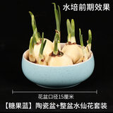 惜林园 正宗漳州水仙花 水培植物水养花卉 冬季室内盆栽球根