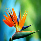 御春阁大苗带原盆原土 鹤望兰苗花卉天堂鸟苗盆栽花卉绿植  虞美人50-60（一盆3棵）