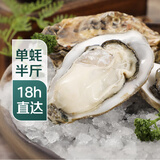【半斤大】鲜活大冷水生蚝230-300g/个 