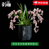 劉閣蘭花奶香味梦香兰 现带浓香花苞出售 香水文心兰花卉绿植盆栽跳舞兰 粉色梦香4苗 年底开花 带懒人盆