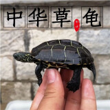 龟龟爬天下外塘中华草龟黑腹金线情侣宠物活体墨龟苗水陆两栖观赏乌龟活物 10-11厘米/4年好养 情侣龟2只