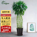 Only you【两小时达】发财树大型盆栽绿植花卉室内客厅办公室开业乔迁送礼 富贵竹笼