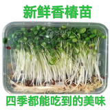 新鲜香椿芽苗菜香椿苗新鲜蔬菜香椿芽摆盘装饰当季现摘香椿煎蛋 100克【1盒尝鲜装】份量少