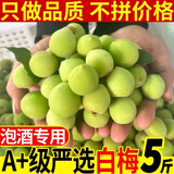 华味仙诏安青梅鲜果酸脆梅子新鲜水果泡酒现摘鲜梅子泡青梅酵素 青梅净重5斤装（可泡5斤酒）
