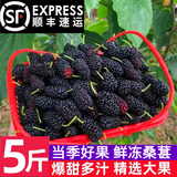 梦茜儿顺丰 桑葚 5斤新鲜纯甜孕妇水果黑桑椹枣泡酒酵素特产 2斤 鲜冻桑葚 顺丰