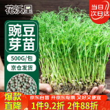 花沃里豌豆芽苗菜种子500g/袋 蔬菜种子四季种植豆苗种龙须菜水培土盆栽