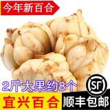 辰实宜兴新鲜百合【新货发顺丰】 食用大百合 特产微苦软糯 2斤大果百合（约8个）推荐