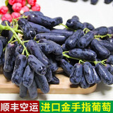 润鲜培金手指蓝宝石无籽葡萄新鲜水果当季孕妇黑色提子净果礼盒 （泡沫箱+冰袋）2斤