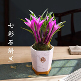 劉閣蘭花七彩石斛兰花卉盆栽当年开花 20苗带多个紫叶配瓷色白盆源头直发