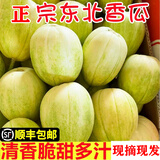 林中山【顺丰发货】东北香瓜农家新鲜开园甜瓜现摘脆京密白糖罐小香瓜 5斤 【头茬精选】
