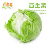 东升农场 东升西生菜 沙拉生菜 圆生菜  火锅食材约400g 广州新鲜配送