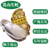 【鲜活】乳山生蚝 特大牡蛎海蛎子 生鲜中秋国庆送礼海鲜水产贝 净重10斤 3-4两/个 —家庭聚餐
