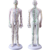 卓越科 针灸模型中医针灸穴位模型图全身家用十二经络人体硅胶模型数字定位可练习扎针 52cm男彩色硬质款