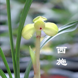 玫绚兰花 春兰宋梅 假一赔十盆栽花卉 西施 一颗6苗连体 带营养袋盆土种好发