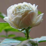 姜南 重瓣虎头茉莉盆栽花卉阳台植物室内白茉莉三叶带花苞观花植物苗 虎头茉莉4年苗 壮苗