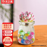 沭之美水培多肉植物盆栽绿植 吉娃娃+水培玻璃瓶+水培珠 源头直发