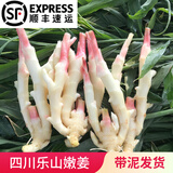 辰实四川嫩姜【顺丰可选】嫩仔姜新鲜 现挖子姜红芽姜醋泡姜 5斤四川嫩仔姜【发顺丰】