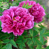 花翁牡丹花苗盆栽洛阳正宗对版花卉绿植 洛阳红（3-5分叉）源头直发