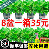 福尚来绿萝盆栽花卉植物室内吸除甲醛净化空气长藤垂吊兰大绿箩水培绿植 120#绿加仑吸水8盆装+1壶4肥