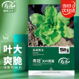 寿禾 大叶茼蒿种子虎耳皇帝菜 潍育系列寿冠大叶茼蒿种子50g 