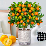 临雅金桔树盆栽可食用带果脆皮四季树苗客厅室内外驱蚊绿植物源头直发