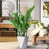 植男植女金钱树大型盆栽植物室内客厅办公室四季常青招财好养绿植源头直发